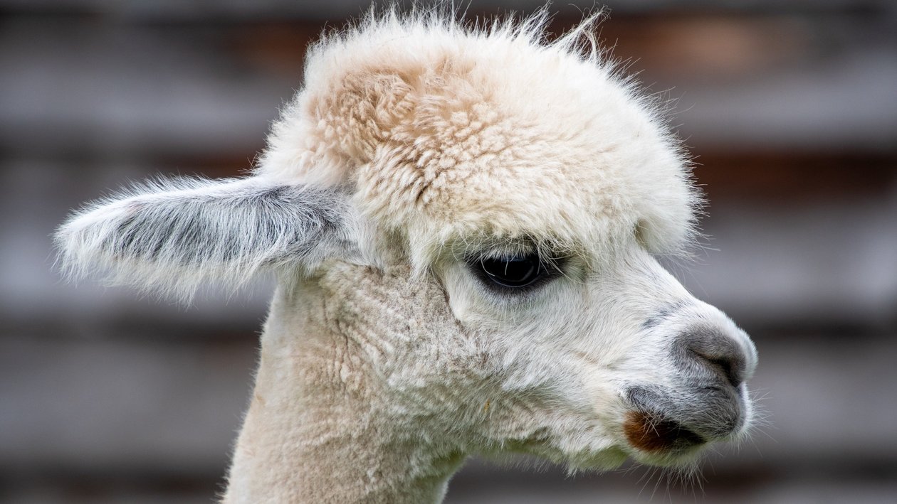 Alpaka Porträt auf der Alm Nahaufnahme eines Alpacas mit flauschigem Fell und großen, ausdrucksvollen Augen.