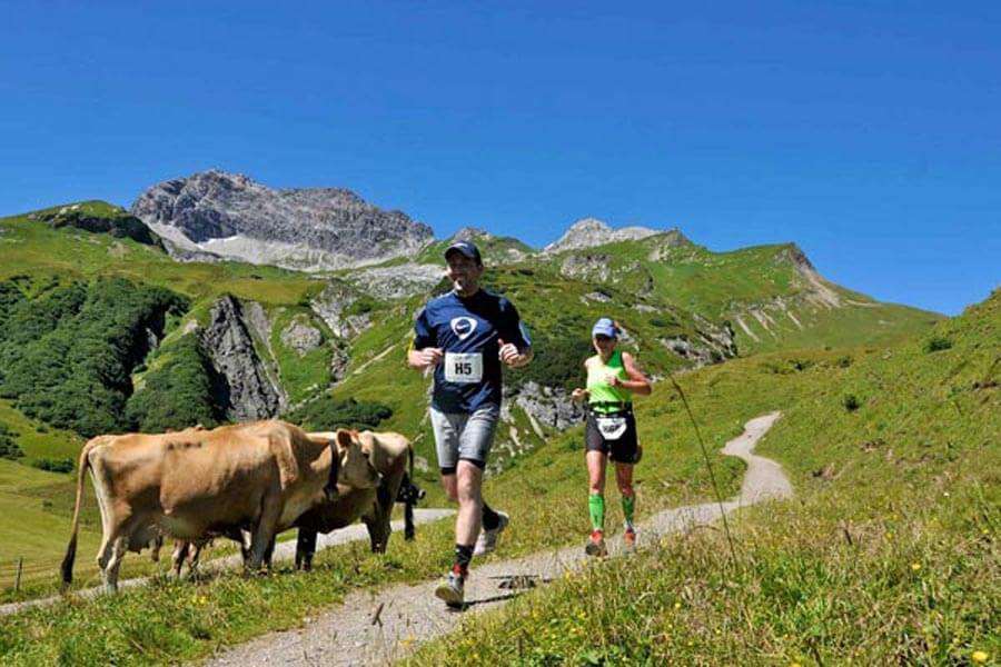 Trailrunning im Gebirge Zwei Trailrunner auf einem Bergpfad am Arlberg, neben ihnen Kühe auf der Weide, mit alpiner Landschaft im Hintergrund