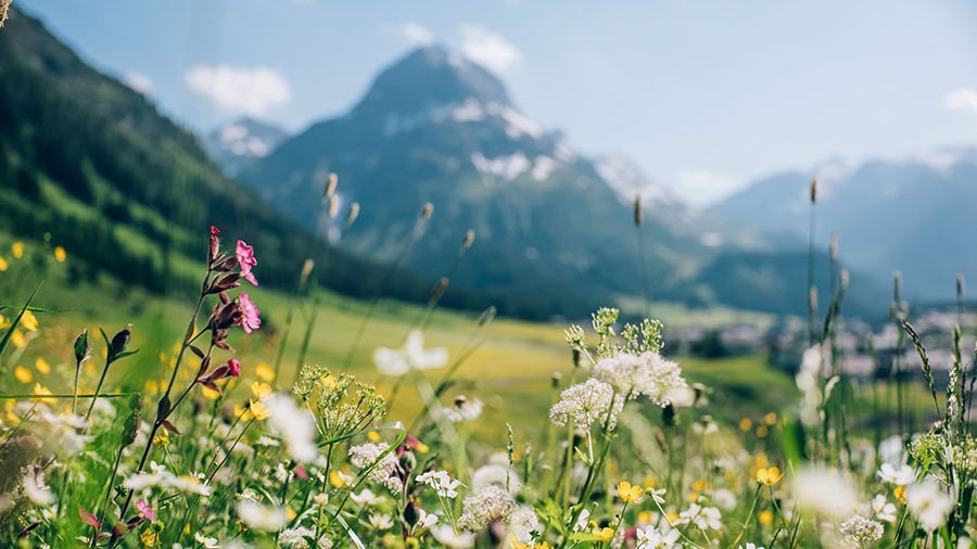Blühende Berglandschaft im Frühling Bunte Alpenblumen vor der Vorarlberger Bergkulisse in Lech am Arlberg © Daniel Zangerl
